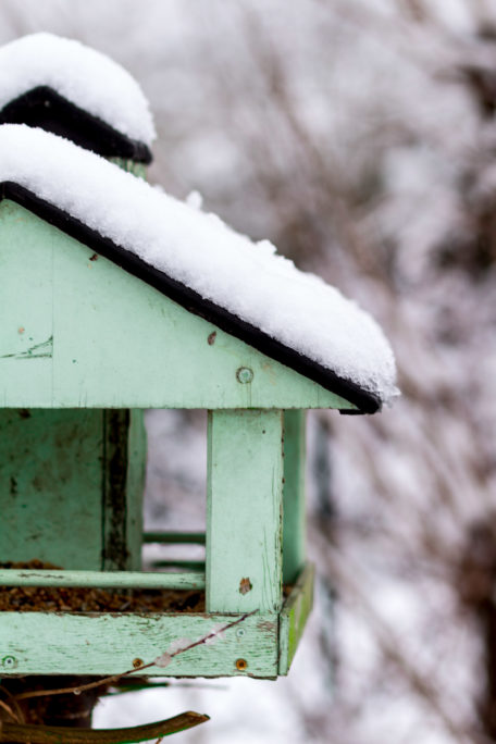 Vögel im Winter - Vogelfutter selbst machen