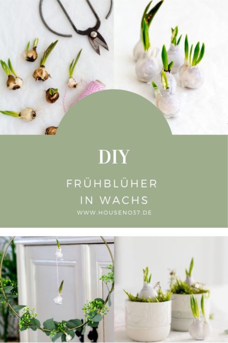 Frühblüher-in-Wachs-DIY